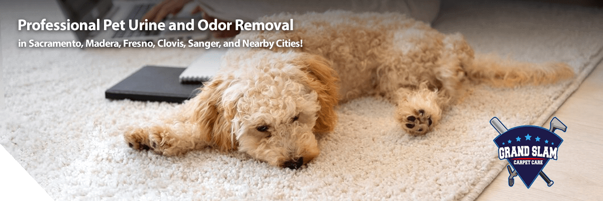 Pet Urine and Odor Removal Services